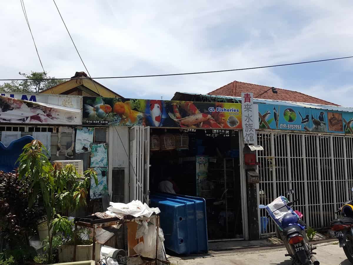 CL Fisheries 青来水族馆 Kedai Ikan Hias Pulau Pinang