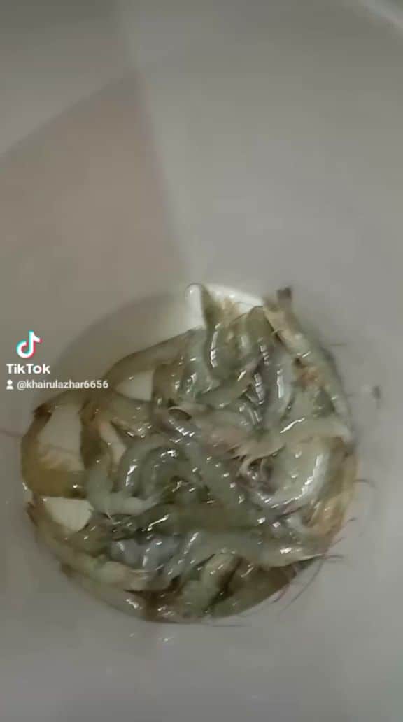 Jual Umpan Udang, Pumpun, Alat Memancing dan Lain2 Kedai Pancing Port Dickson