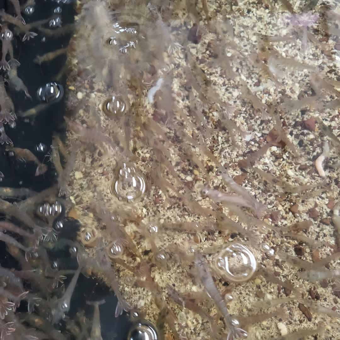 UMPAN PANCING TAMAN SERI SELAYANG TELOK KEMANG Kedai Pancing Port Dickson