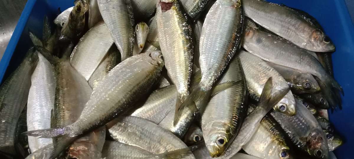 Umpan pancing ikan ( udang pasir hidup) Kedai Pancing Johor Bahru