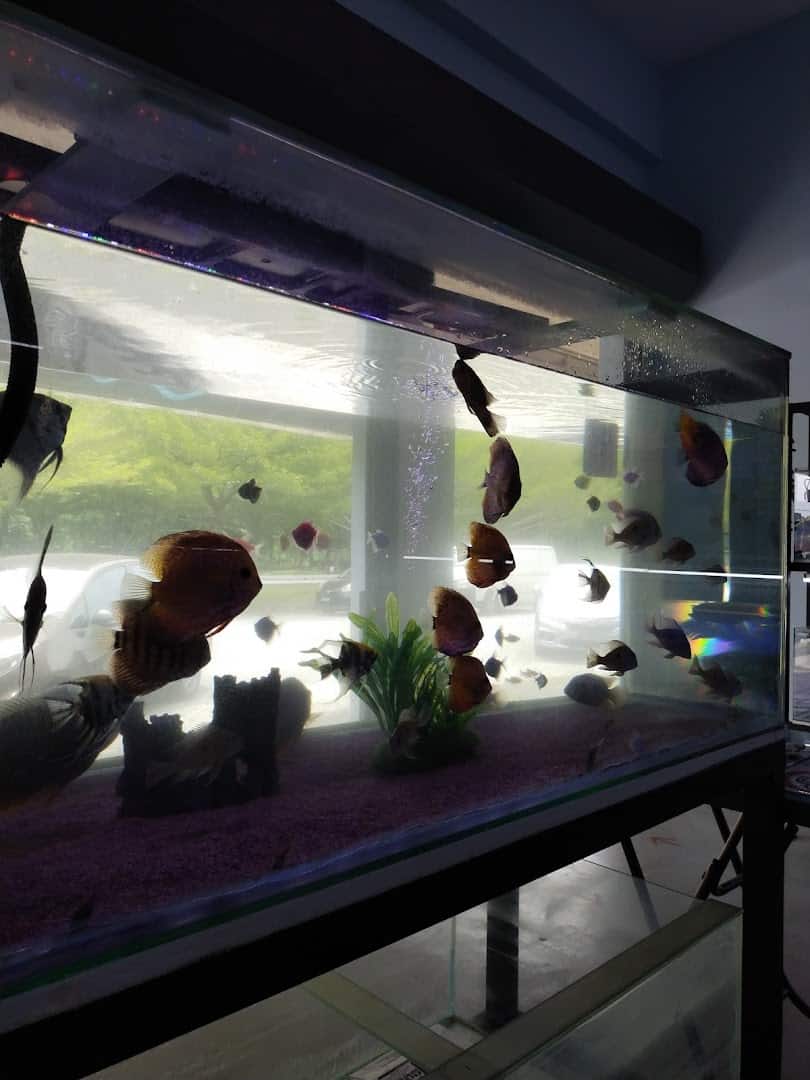 Alanfish Aquarium 水族馆 Kedai Aquarium Di Perak