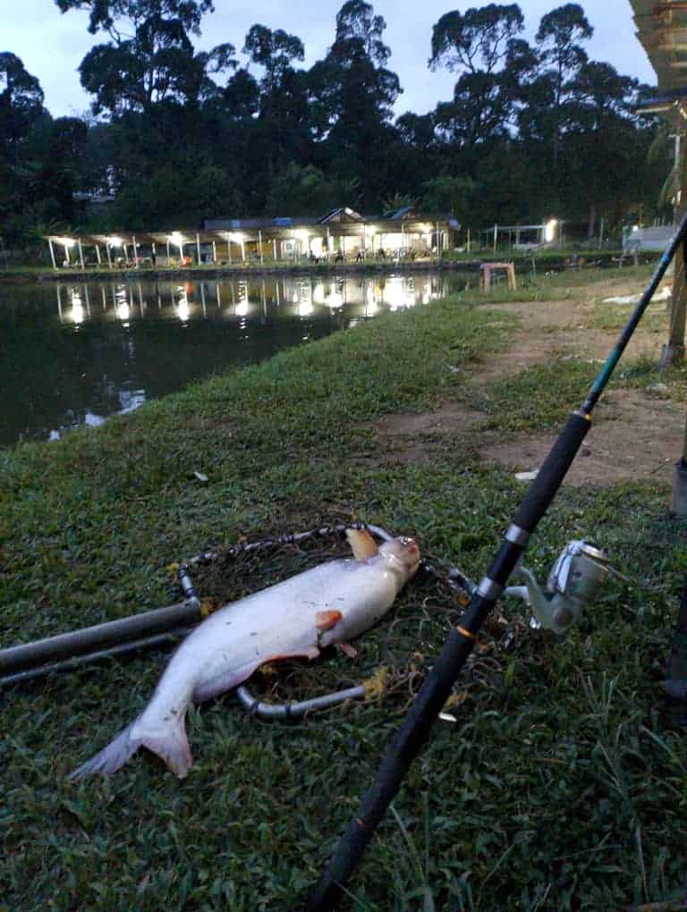 Atap Kolam Ikan Pancing Kedai Pancing Segamat