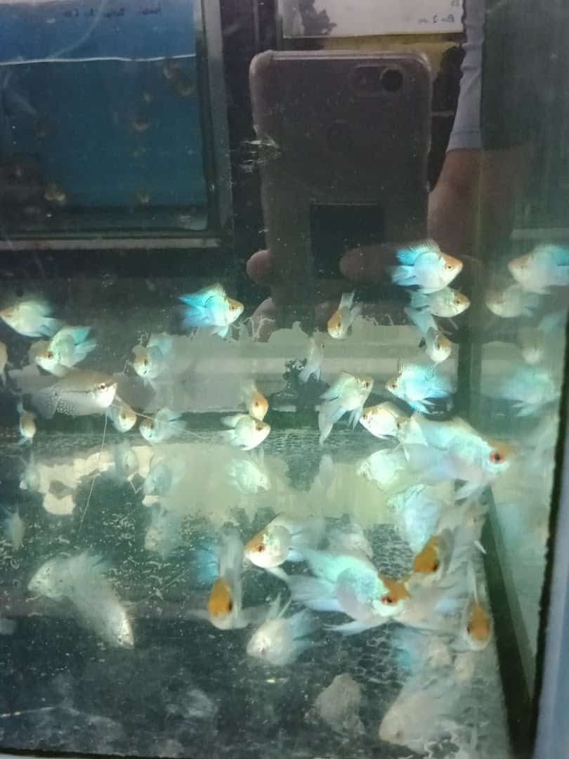Kedai Aquarium Nam Hoi Kedai Aquarium Di Perak