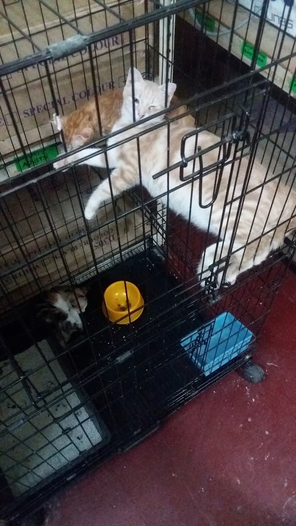 Kedai Haiwan Peliharaan Hezza Kedai Haiwan Kedah