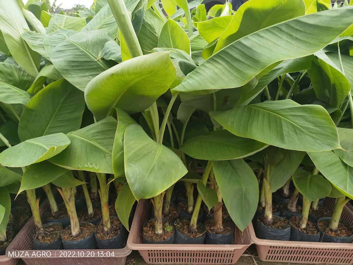 Kedai Input Pertanian Muza Kedai Pertanian Selangor