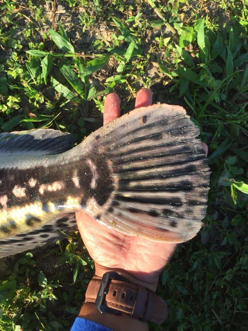 Kedai Pancing Online Tackle Shop Kedai Pancing Perak