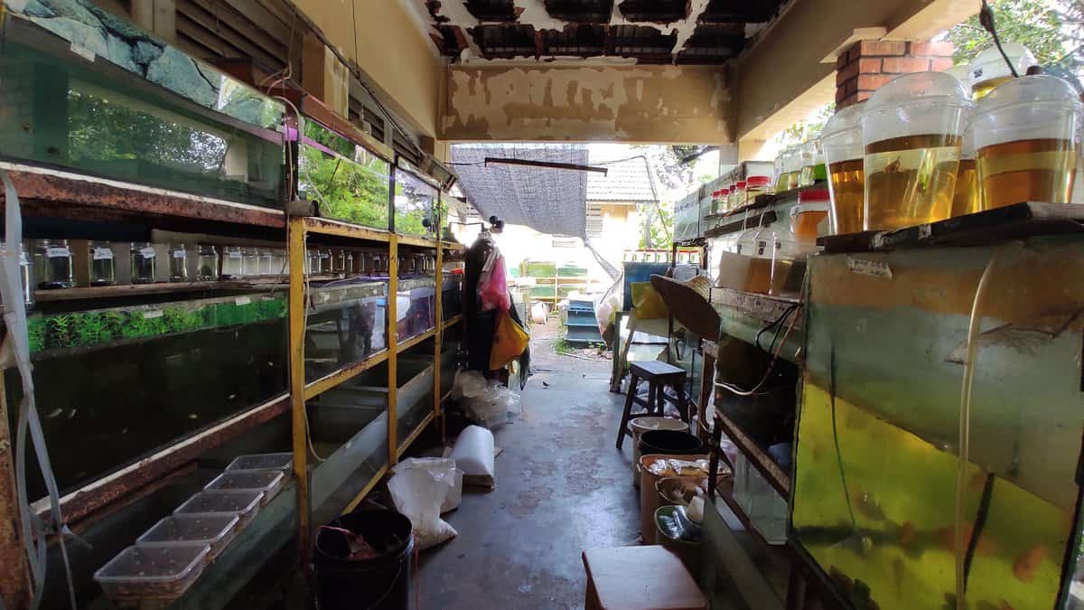Kim Mok Seng Aquarium Shop Kedai Aquarium Perak