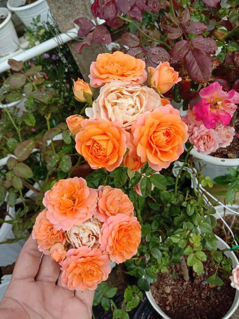 Mawar Florist and Gardening Kedai Bunga Kelantan