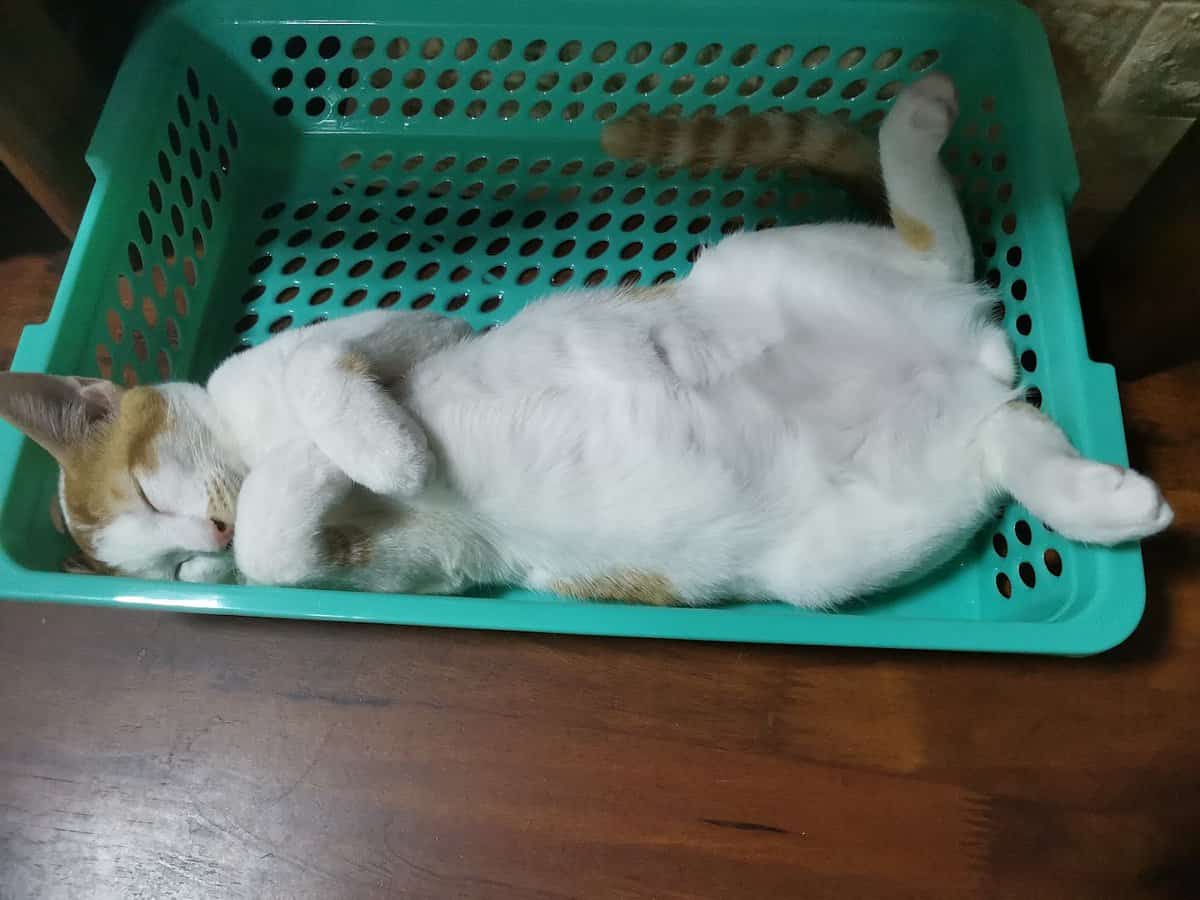 Mesra Pet Shop Kedai Kucing Putrajaya