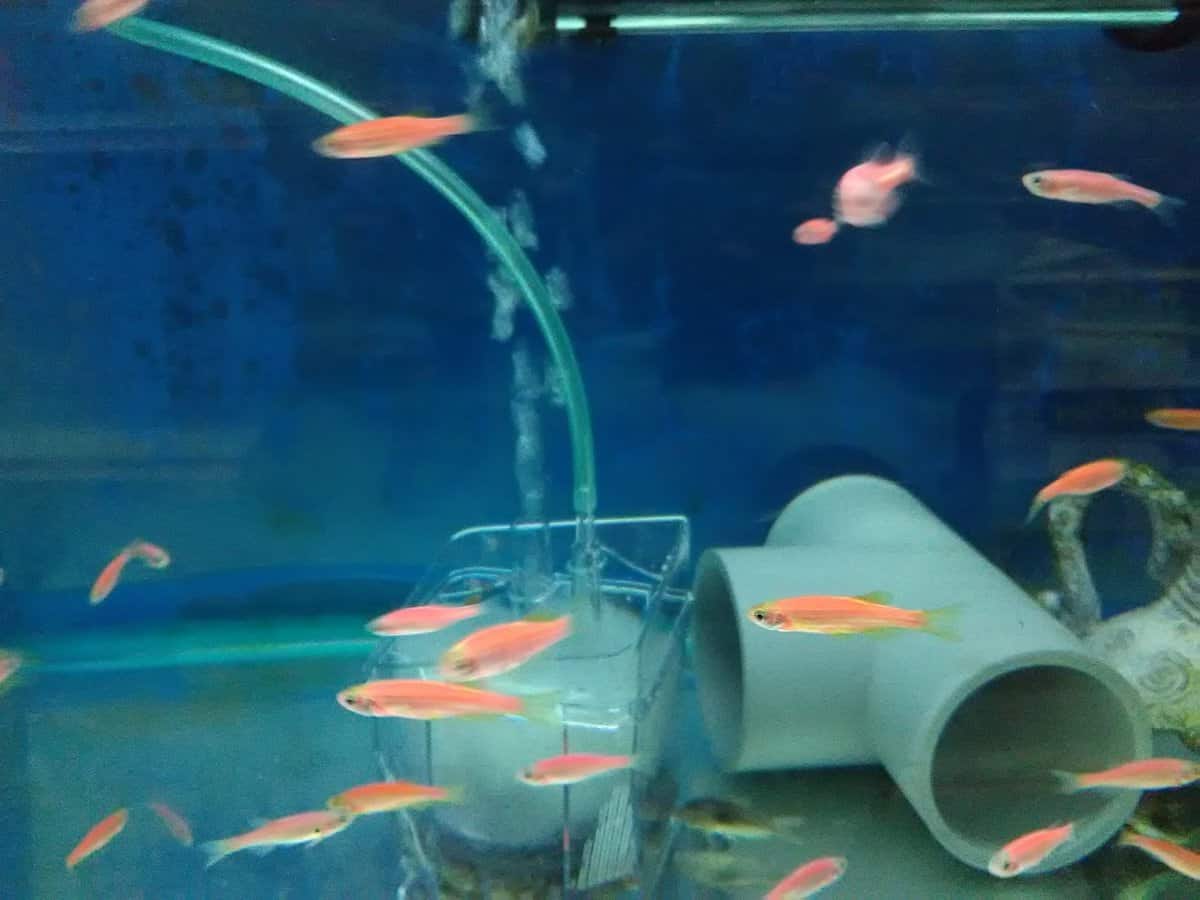 Pancing Dot Com Kedai Pancing Selangor