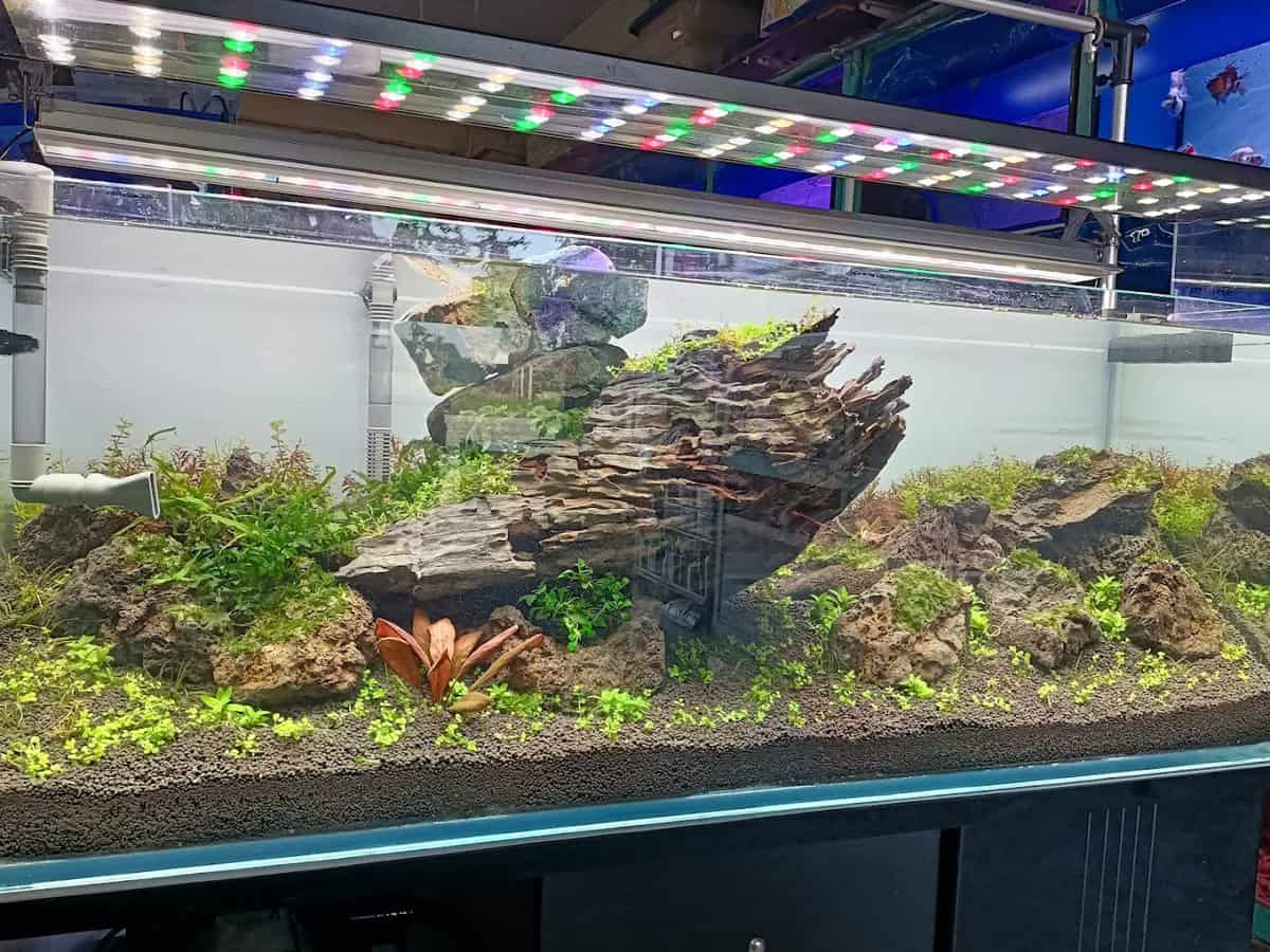 Sing Aquarium Kedai Ikan Hias Perak