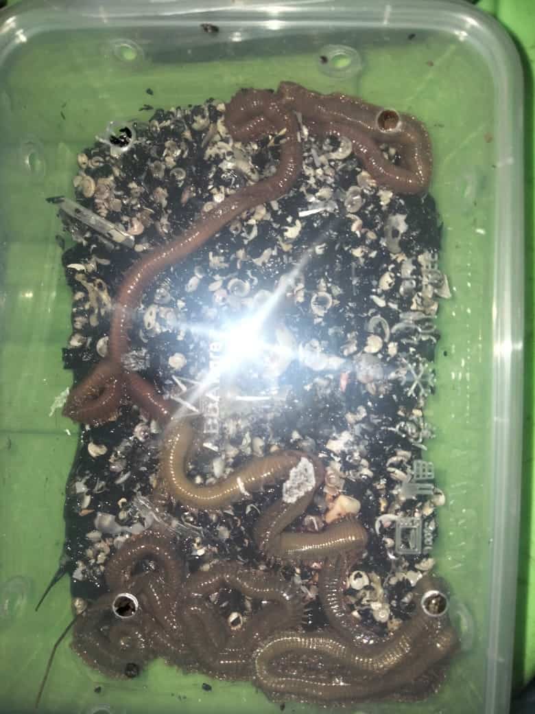 Wak K Umpan Manissss Kedai Pancing Port Dickson